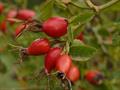 eglantine
